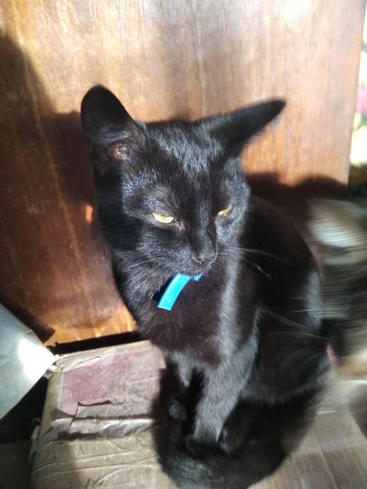 Кошенята, антистрес у дбайливі руки.