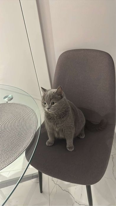 1,5 Roczny Kocurek Brytyjski Niebieski z Rodowodem