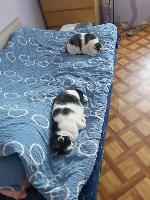 Ok. 4 letnia oaza spokoju - kotka Mania pilnie szuka kochającego domu!