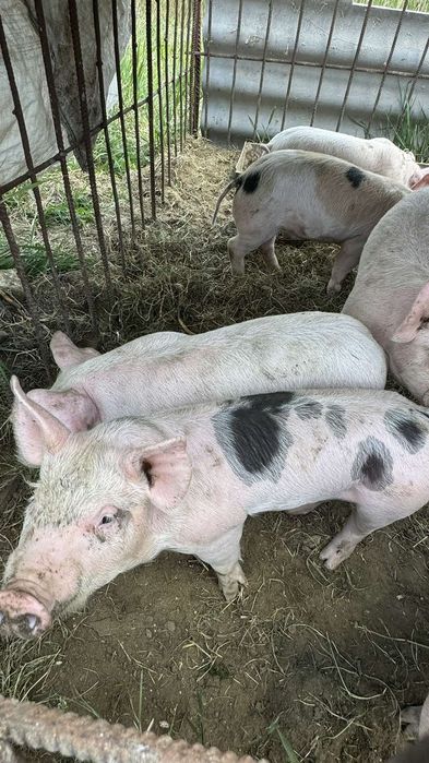Продам поросят мясной породы