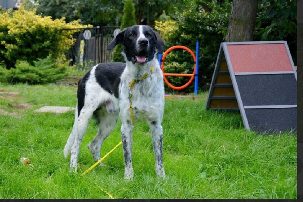 BIRUS piękny , wrażliwy  i młody pies do adopcji