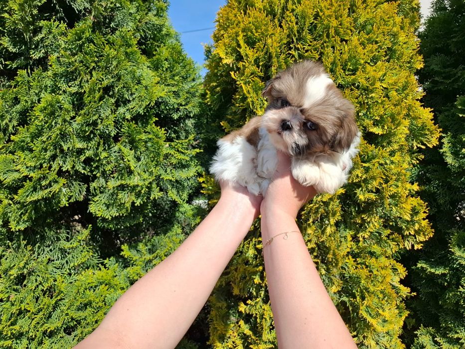 Shihtzu Shih TZU