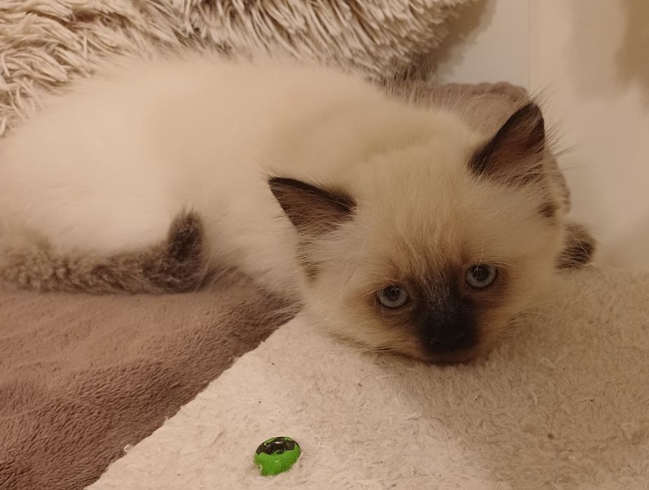 Kotka ragdoll gotowa do zmiany domu