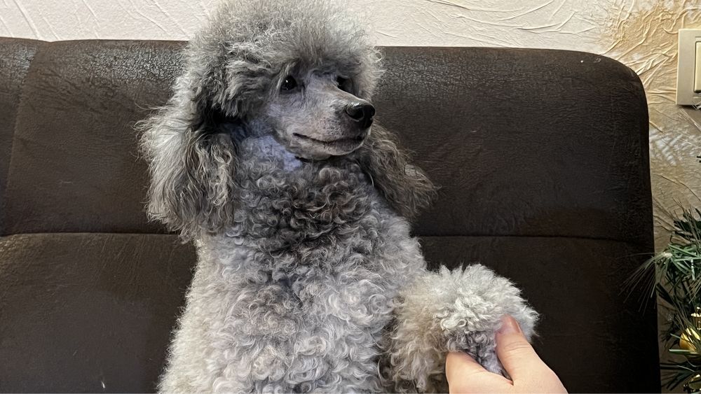 В‘язка Пуделя