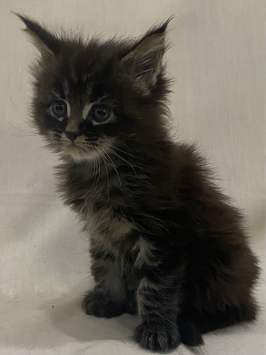 Мальчик мейн кун