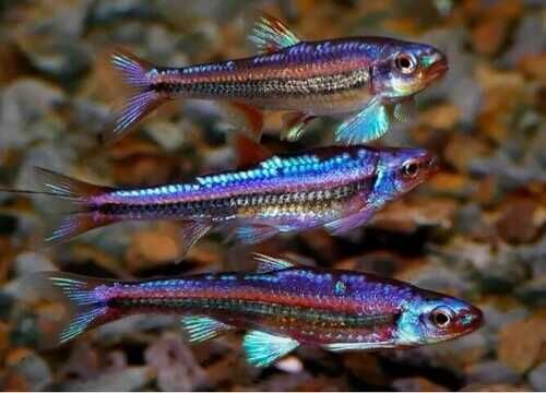 GB Błyszczyk Tęczowy Notropis - dowóz ryb!