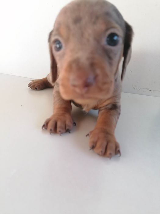 Lindíssimo Macho Teckel mini