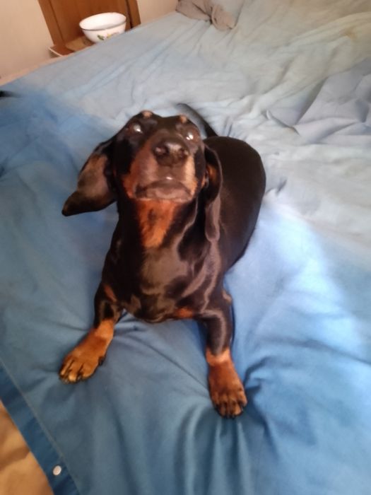 Такса.Ищем девочку на вязку.Мальчика зовут Рэм.