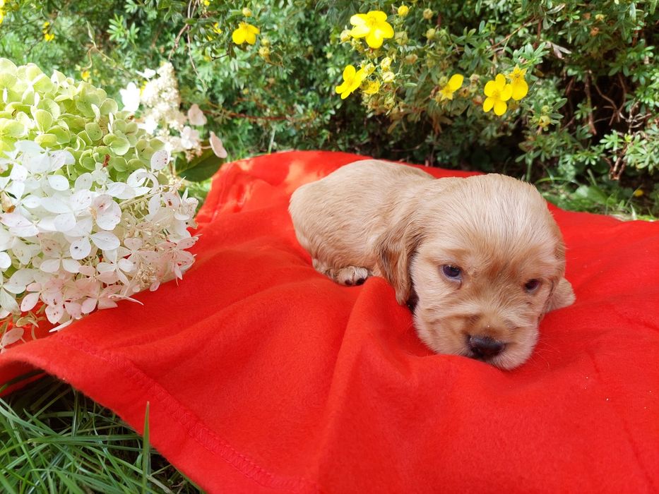 Cocker Spaniel Angielski Szczeniaczek Suczka