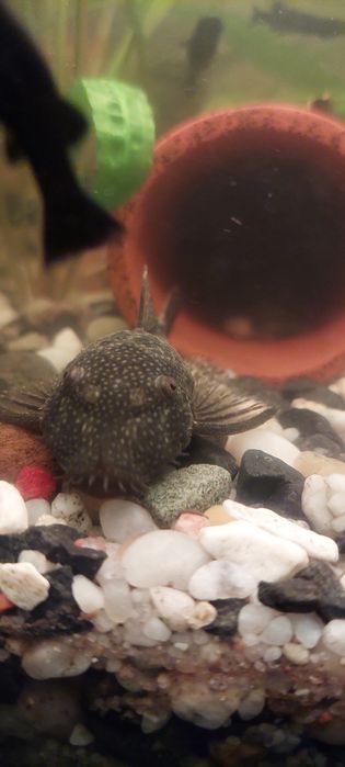 Glonojad samiec niebieski