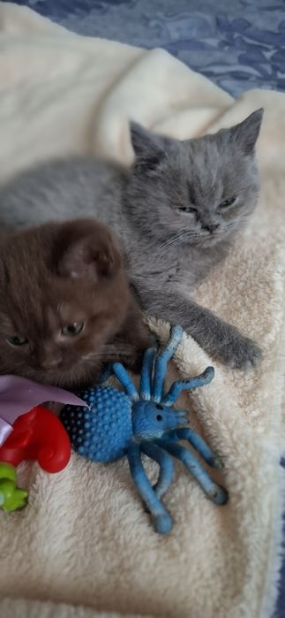 Шотландські плюшеві красуні