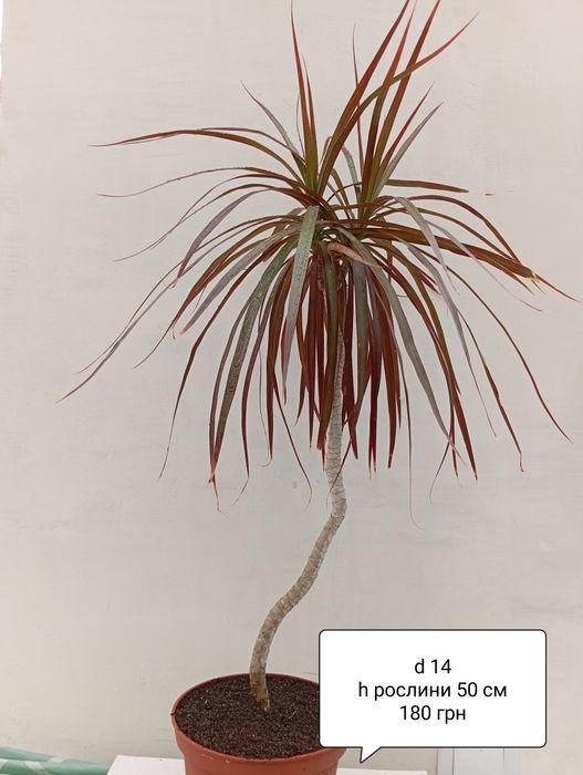 Драцена  Лемон лайм , Драцена Маргіната ,юка