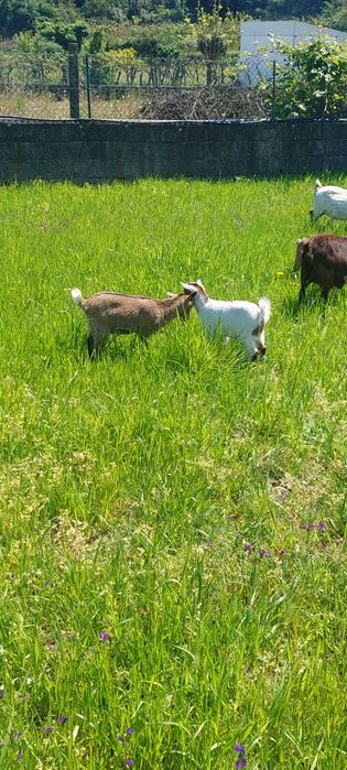 Cabras anãs para venda