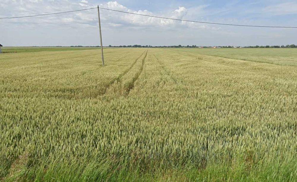 Sprzedam ziemia rolna / grunt rolny – 3 ha – Wichrowice, gm. Choceń - Widok 4