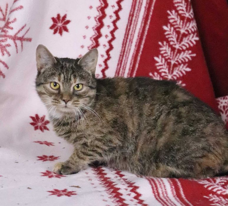 Chilli – delikatna, kochana kotka szuka spokojnego domu