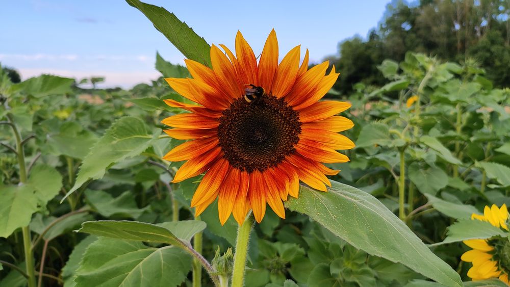 Słonecznik ozdobny nasiona