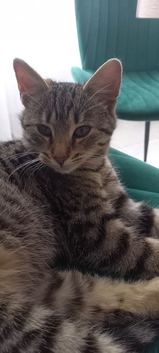 Oddam kotki w dobre ręce.