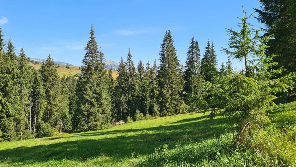 Продам земельну ділянку у селі Яблуниця - 0,83 га