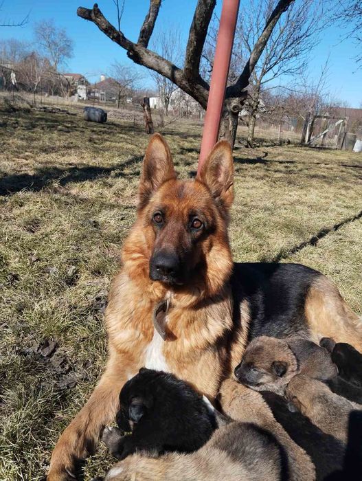 Щенки немецкой овчарки