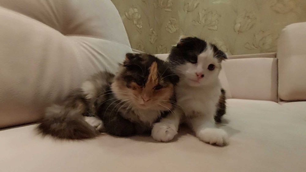 Кошенята в добрі руки