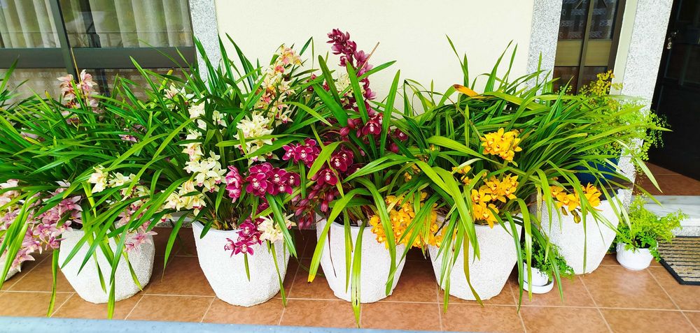 Venda orquídeas c/vaso em cimento