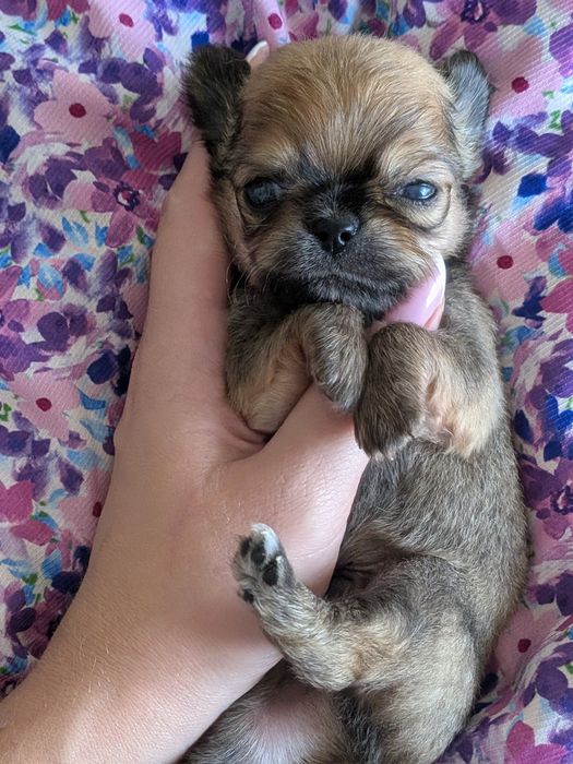 Chłopiec chihuahua