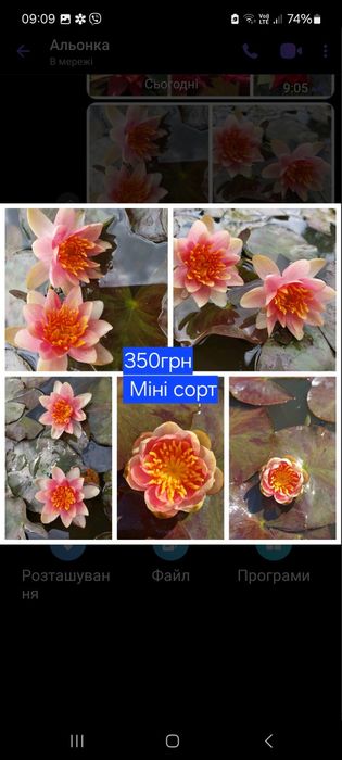 Німфеї, водяні лілії