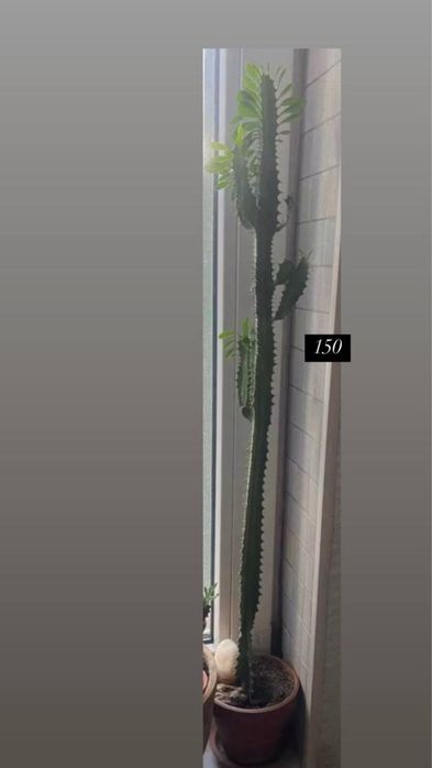 Кактусы, комнатные растения суккуленты