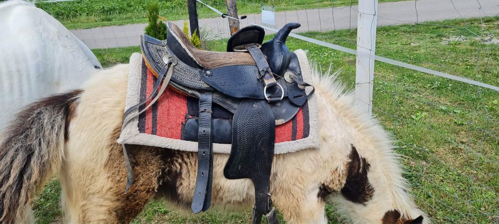 Ogierek Gypsy Cob - Tinker