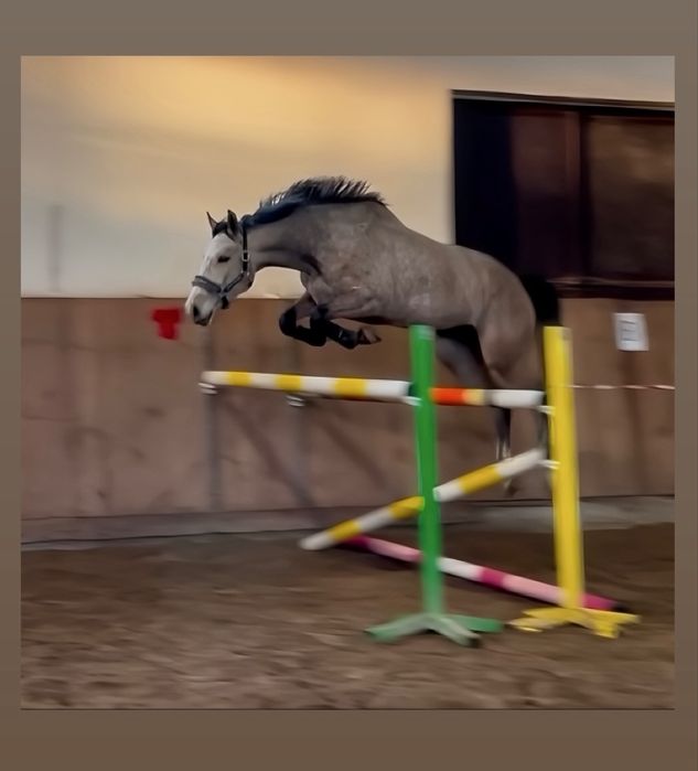 Klacz z predyspozycjami do sportu lub hodowli