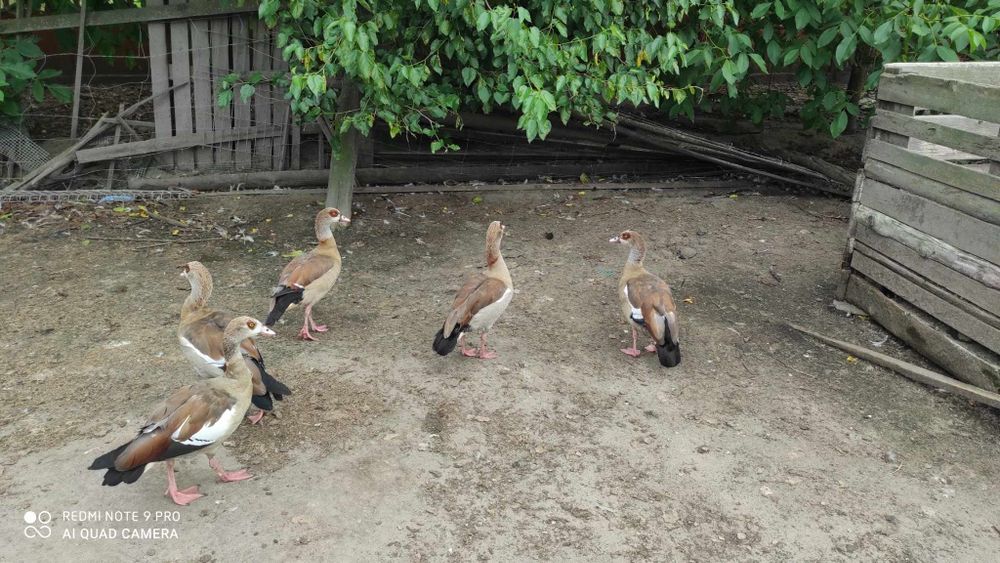 Gęsi Egipskie Nilowe