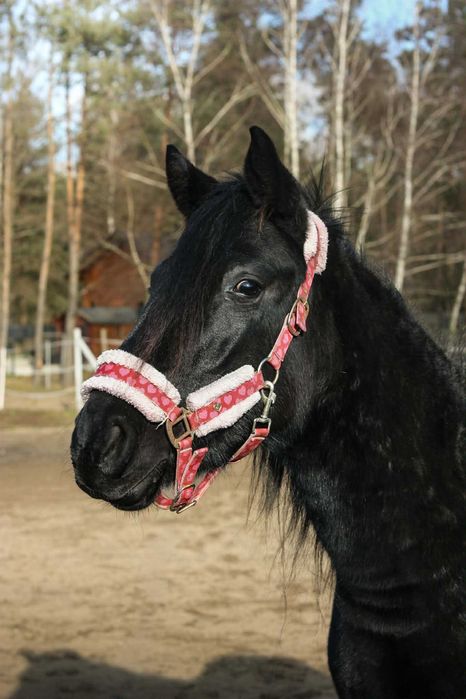 Piękna lata klacz 3 lata