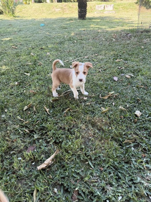 Cachorros podengo para adoçao