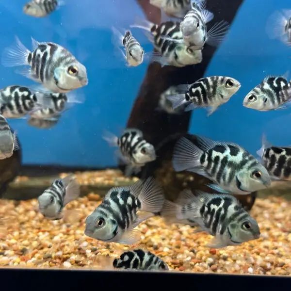Karłowate pielegnice papuzie Blue polar/Blue tiger
