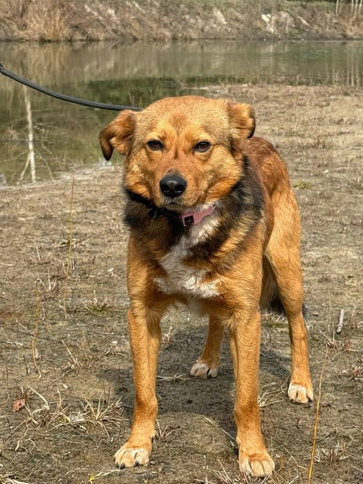 Pies z historią chwytającą za serce !!