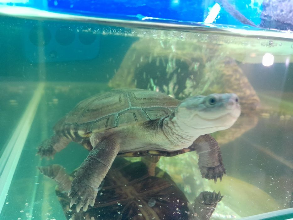 Zolw  wodnoladowy Pelomedusa subrufa