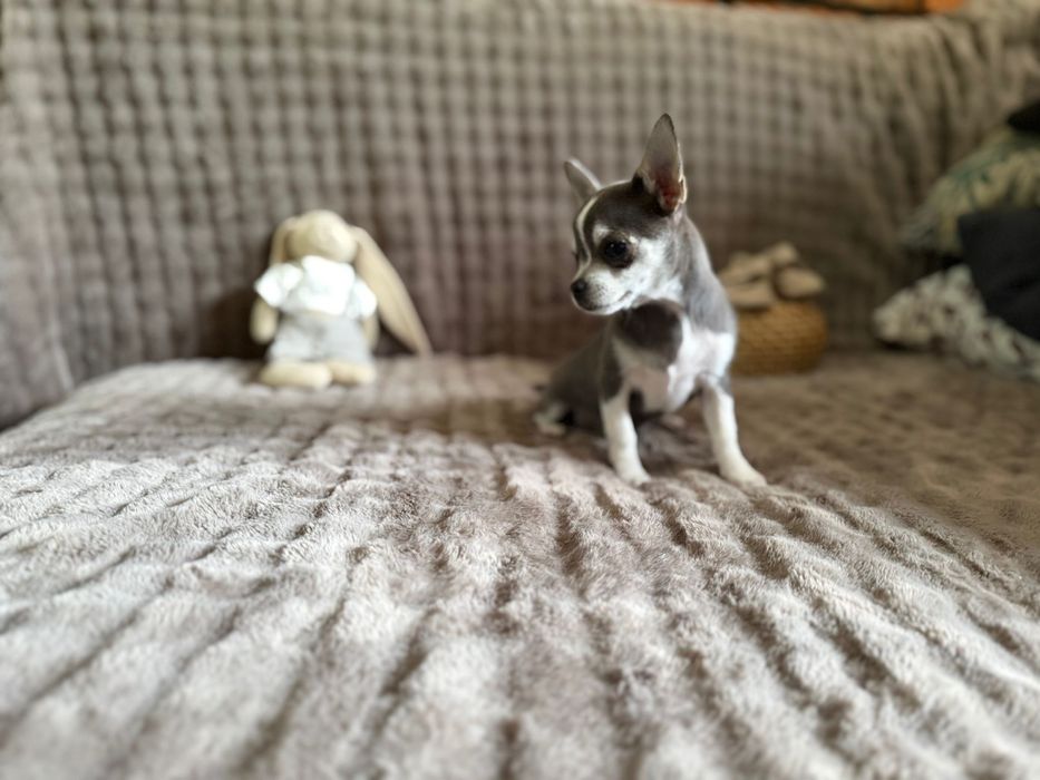 Chihuahua * TEOŚ * malutki niebieski chłopczyk