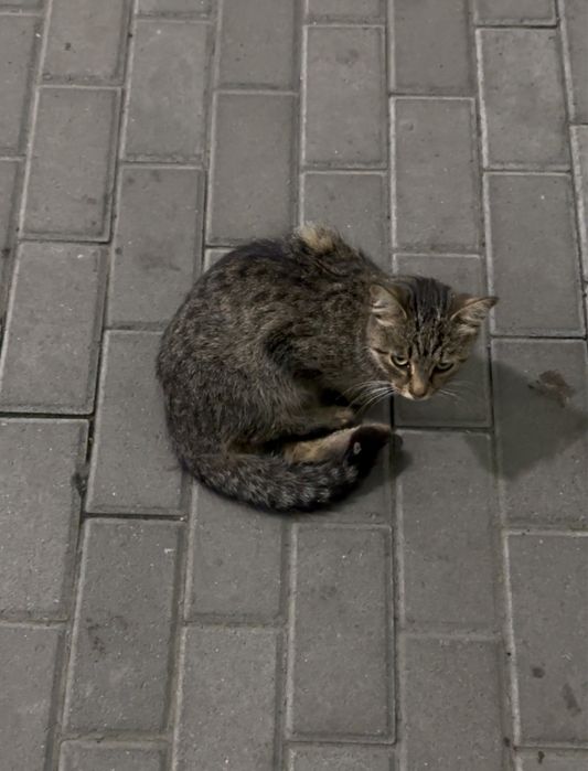 Киця біля пів року  віддам в добрі руки