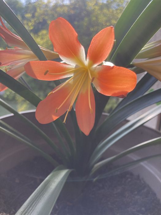 Kwiaty doniczkowe kliwia, szabla, dracena, juka