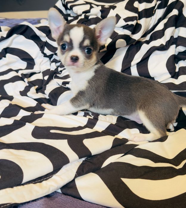 Suczka Blue chihuahua krótkowłosa