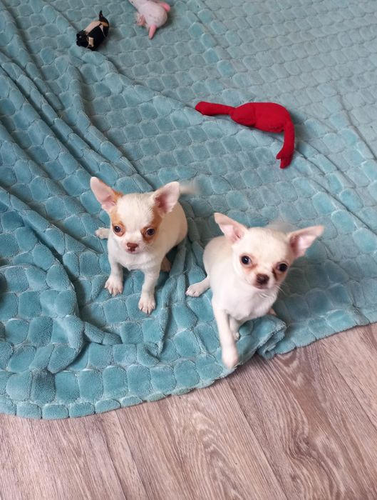 Чихуахуа щенки, девочка и мальчик