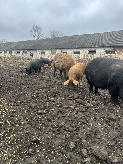 Мангали мангальскі свині вʼєтнамські