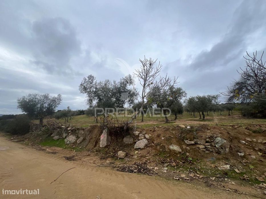 Terreno em Morais com olival e terreno para cultivo