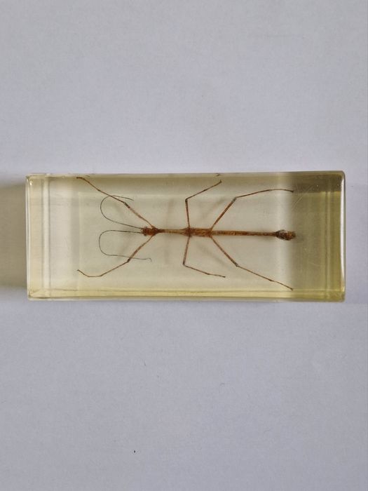 Coleção Bichos Salvat