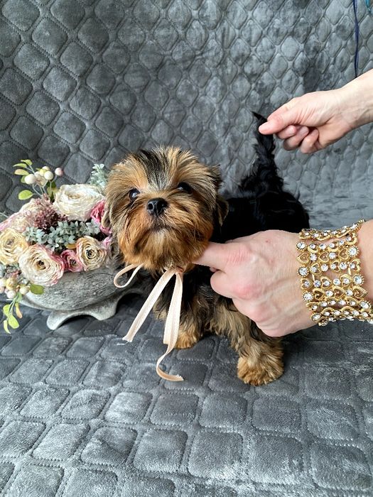 Йорки гарнесенькі