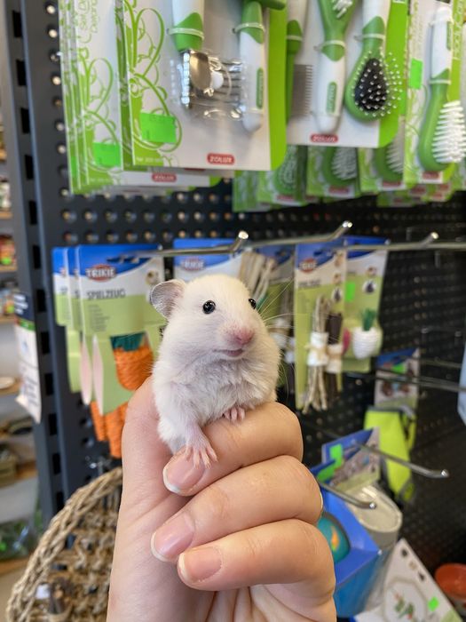 Chomik syryjski szary kremowy długowłosy krótkowłosy