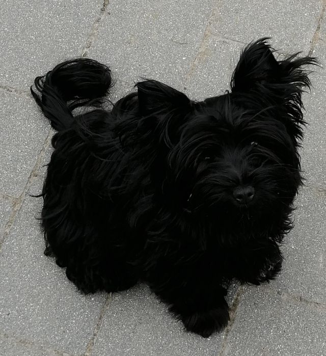 York Yorkshire Terrier Black sunia  rodowód