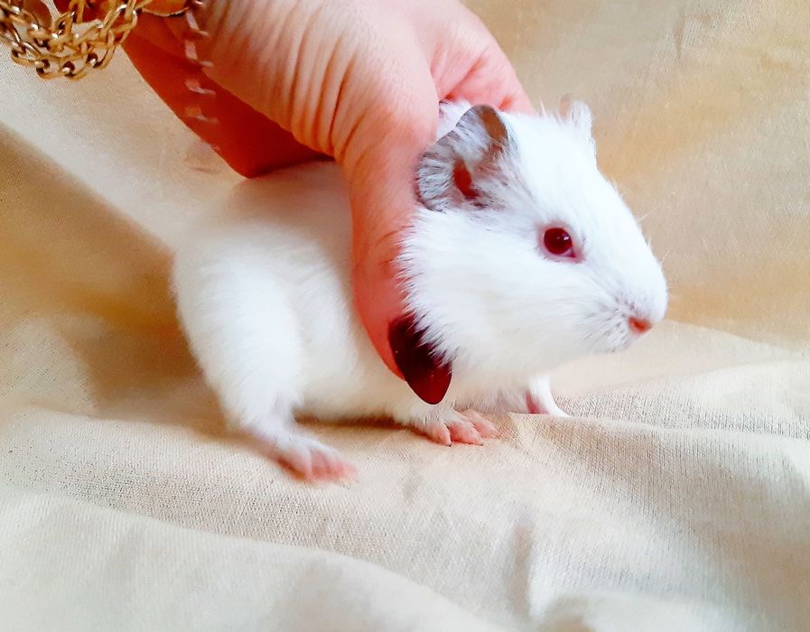 Морские свинки,клетки,корма,аксессуары