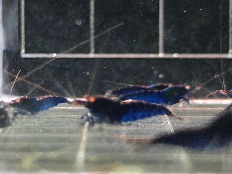 Krewetki Caridina Royal Blue Tiger OE