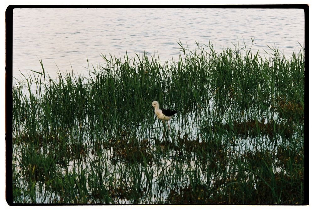 Canon FD 100-200 f5.6